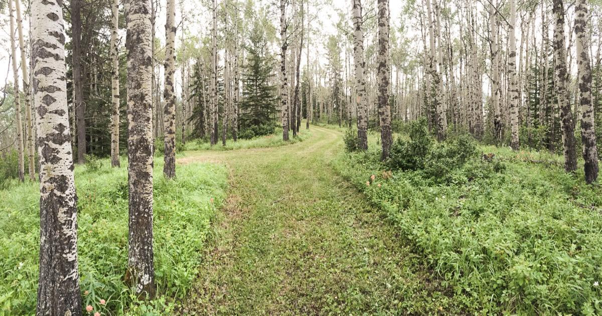 مبيت وإفطار Bragg Creek Sleepy Creek Country Manor المظهر الخارجي الصورة